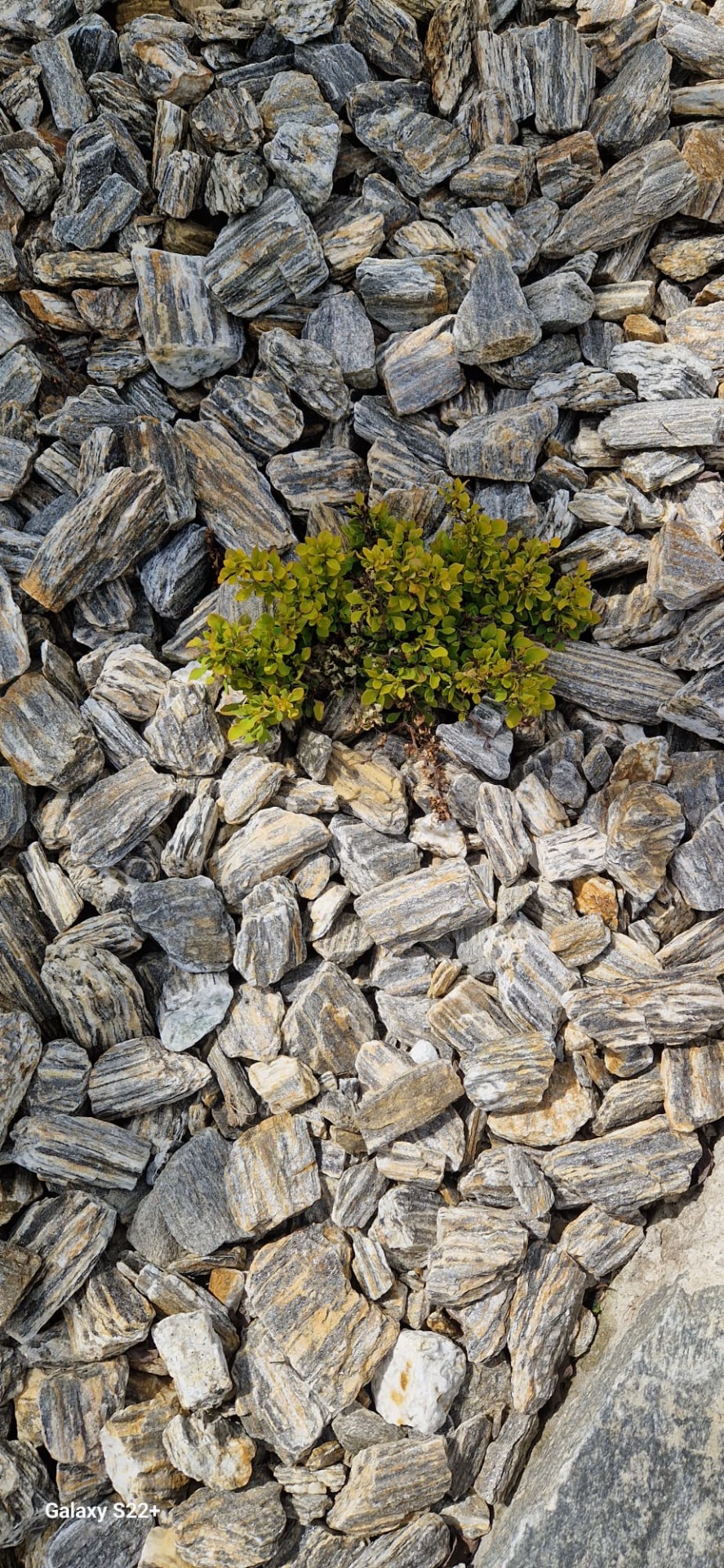 Stone bark